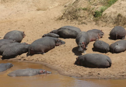 2-Day Maasai Mara Sleepover