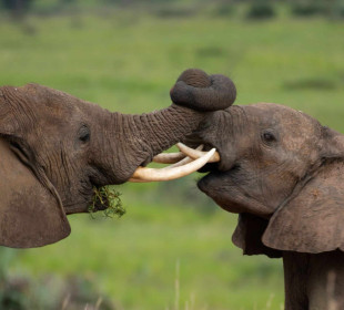 12 Day Wildlife Safari Uganda