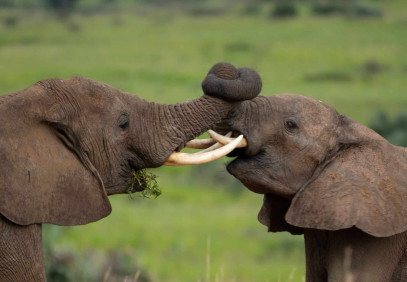 12 Day Wildlife Safari Uganda