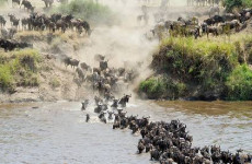 3-Day Fly-in Sleeping with Lions Safari in Serengeti