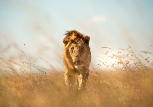 Nyota Luxury Camp 42 1024x600