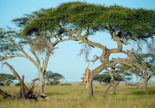 Nyota Luxury Camp 57 1024x640