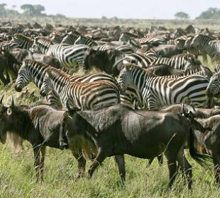 3-Day Safari from Zanzibar to Nyerere National Park