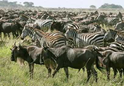 3-Day Safari from Zanzibar to Nyerere National Park