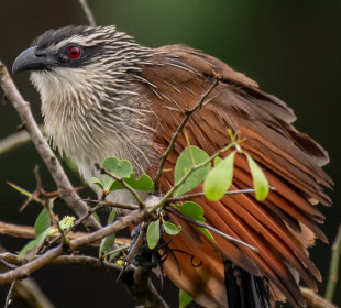 8-Day Birding Safari in Uganda