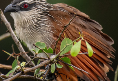 8-Day Birding Safari in Uganda