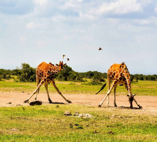 14-Day Kenya, Tanzania & Zanzibar Safari