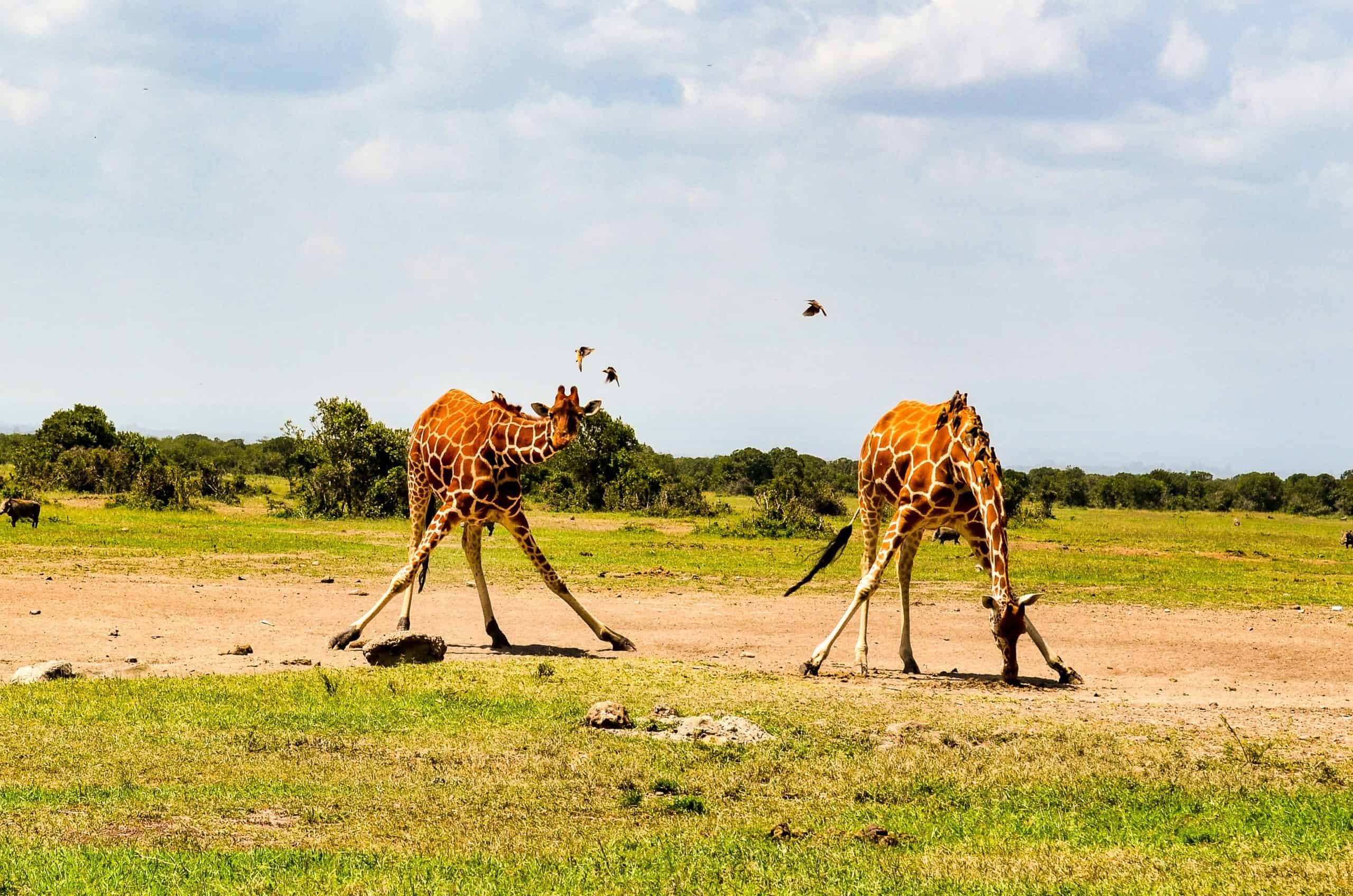 14-Day Kenya, Tanzania & Zanzibar Safari