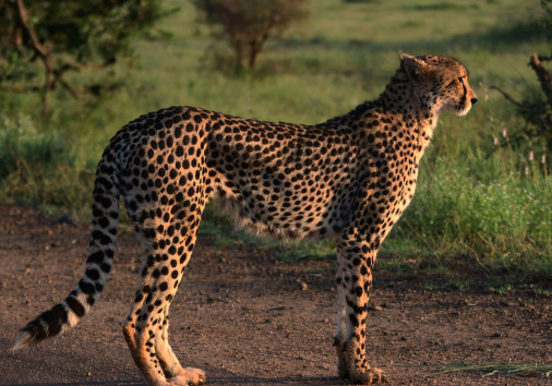 Chris Koelewijn Jazxqybqc8o Unsplash