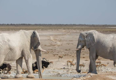 3-Day Etosha Express Lodge Safari