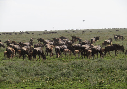 7 Days Wildebeest Migration Calving Ndutu Ngorongoro