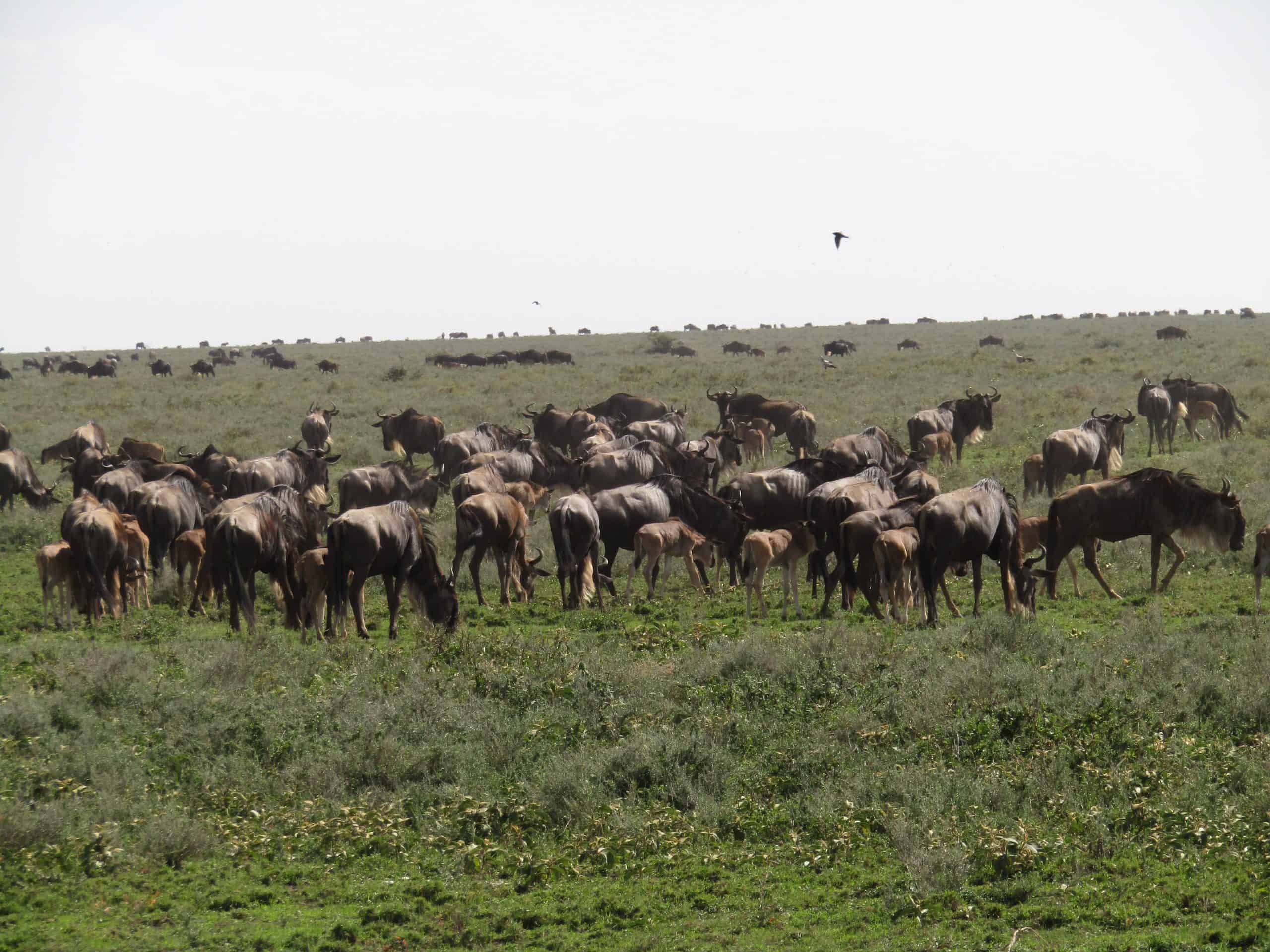 7 Days Wildebeest Migration Calving Ndutu Ngorongoro