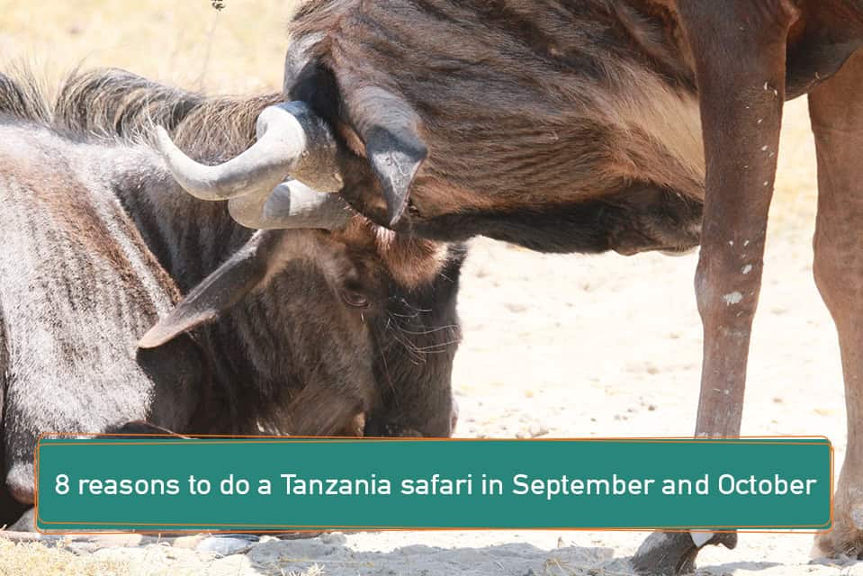8 reasons to do a Tanzania safari in September and October