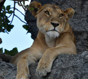 7-Day Big Five Classic Safari in Tanzania: Sustainable Approach