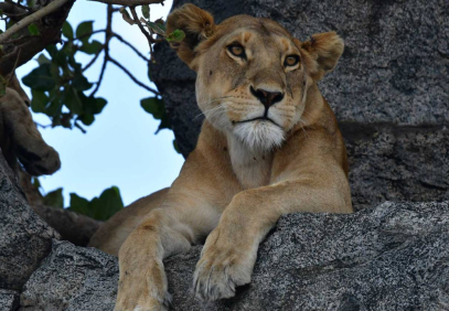 7-Day Big Five Classic Safari in Tanzania: Sustainable Approach