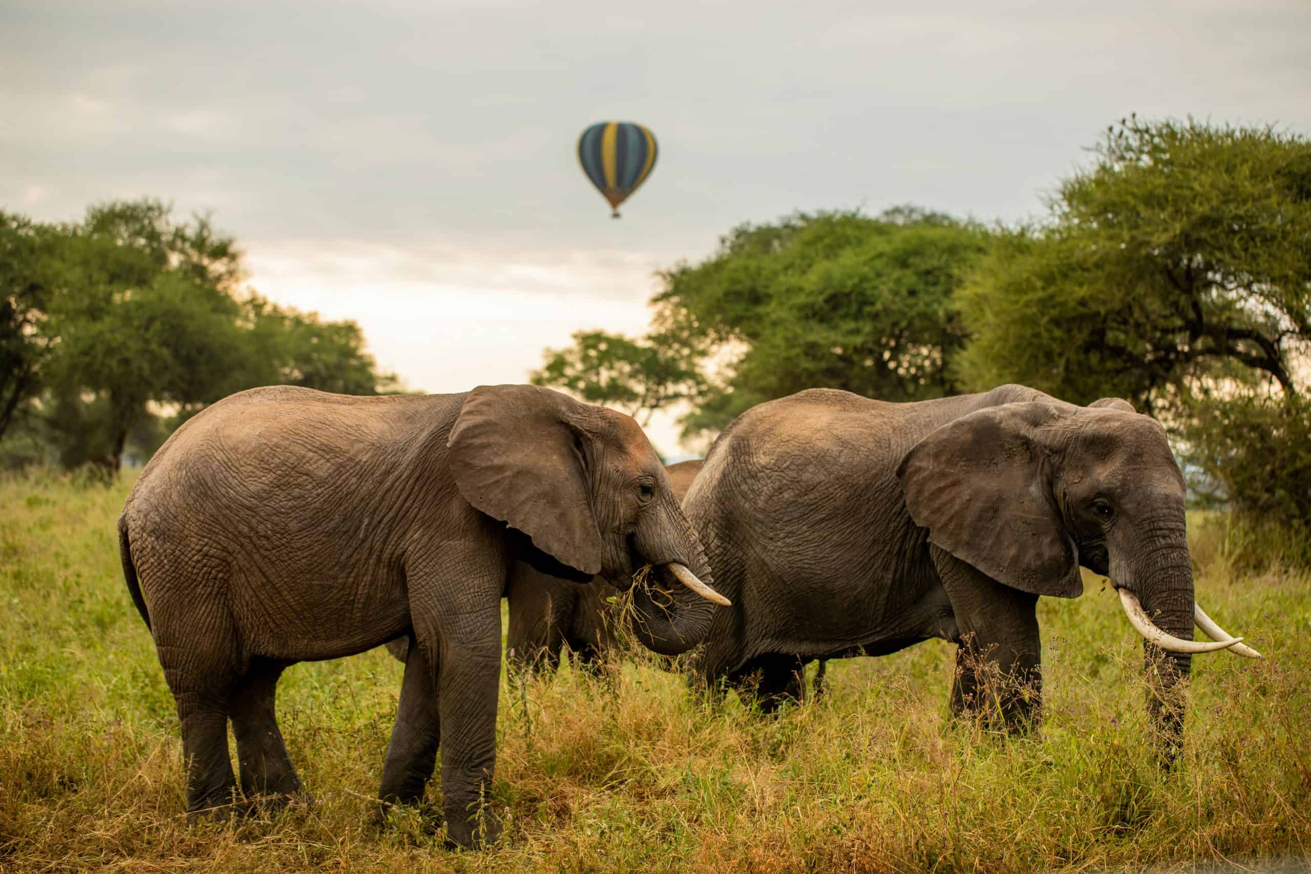 6-Day Classic Best of Northern Tanzania Safari
