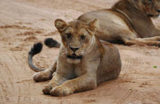 7 Days One Amazing African Week