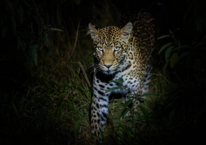 12 Days Uganda Luxury, Culture, Wellness & Adventure Safari