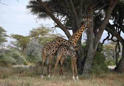 14-Day Tanzania Safari & Beach Holiday