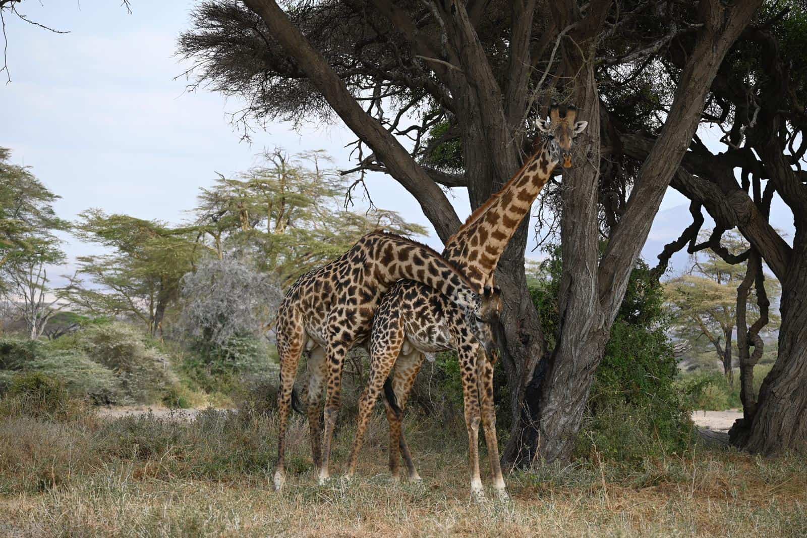 14-Day Tanzania Safari & Beach Holiday