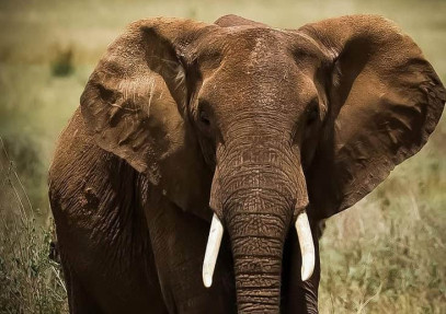 6-Day Tanzania Camping Safari