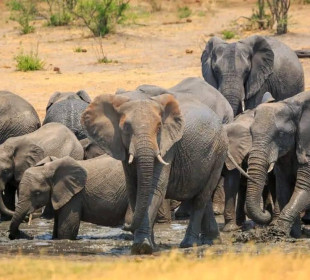 7-Day Epic Stay on the Crater Rim Safari