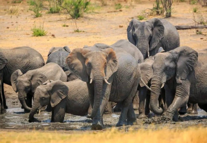 7-Day Epic Stay on the Crater Rim Safari