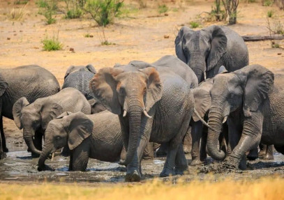 7-Day Epic Stay on the Crater Rim Safari