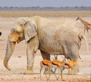 3-Day Etosha Express Lodge Safari