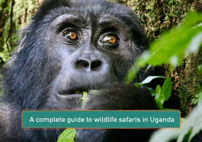 A Complete Guide to Wildlife Safaris in Uganda