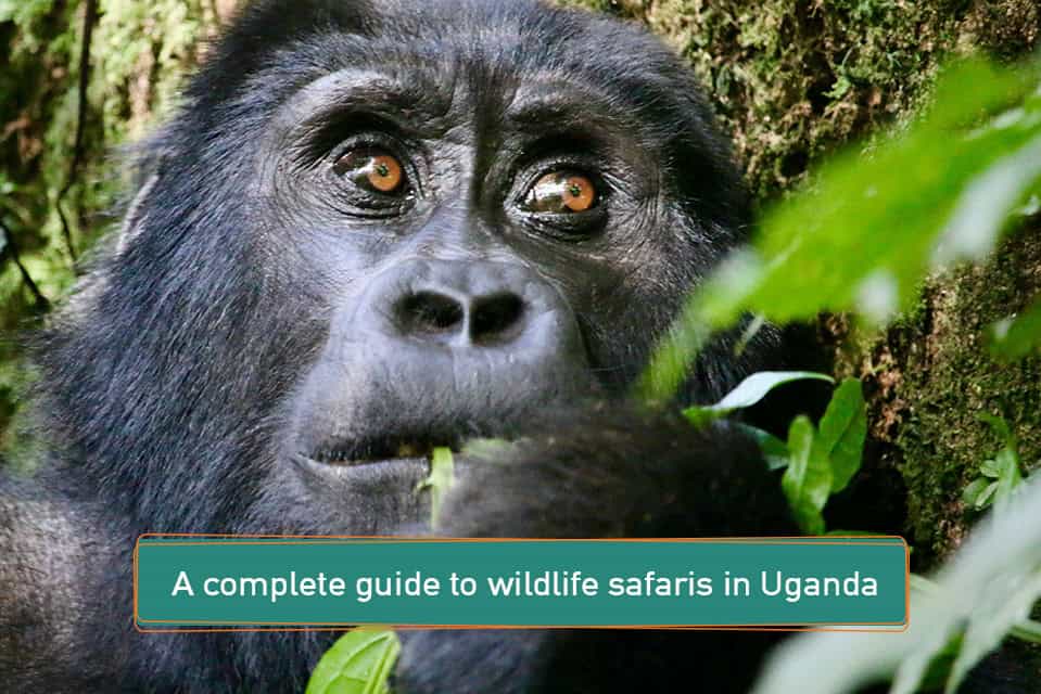 A Complete Guide to Wildlife Safaris in Uganda