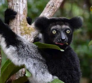 5-Day Wildlife Safari from Andasibe Park to Palmarium Reserve