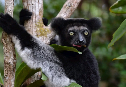 5-Day Wildlife Safari from Andasibe Park to Palmarium Reserve