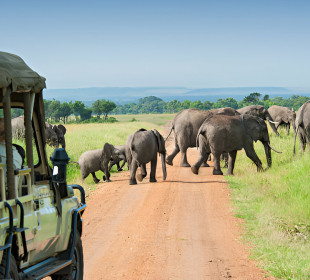 4 Days Tanzania Safari to Tarangire, Serengeti & Ngorongoro Crater