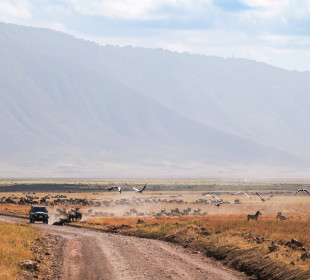 5-Day Tanzania Comfort Wildlife Experience Safari