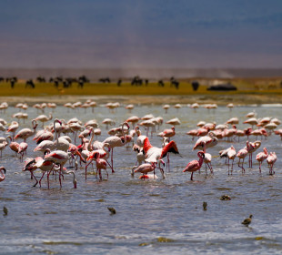 11-Day Northern Circuit Wildlife Experience & Beach