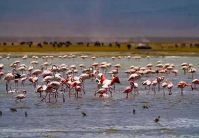 11-Day Northern Circuit Wildlife Experience & Beach