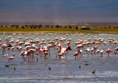 11-Day Northern Circuit Wildlife Experience & Beach