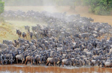 6 Days Calving Season Safari