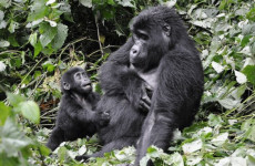 3-Day Uganda Gorilla Trekking from Kigali