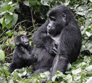 3-Day Uganda Gorilla Trekking from Kigali
