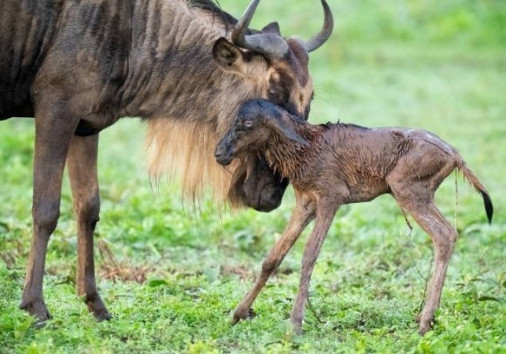 Calving Season