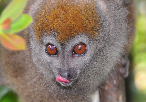 Bambo lemurs