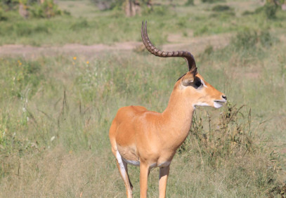 1-Day Arusha National Park Safari