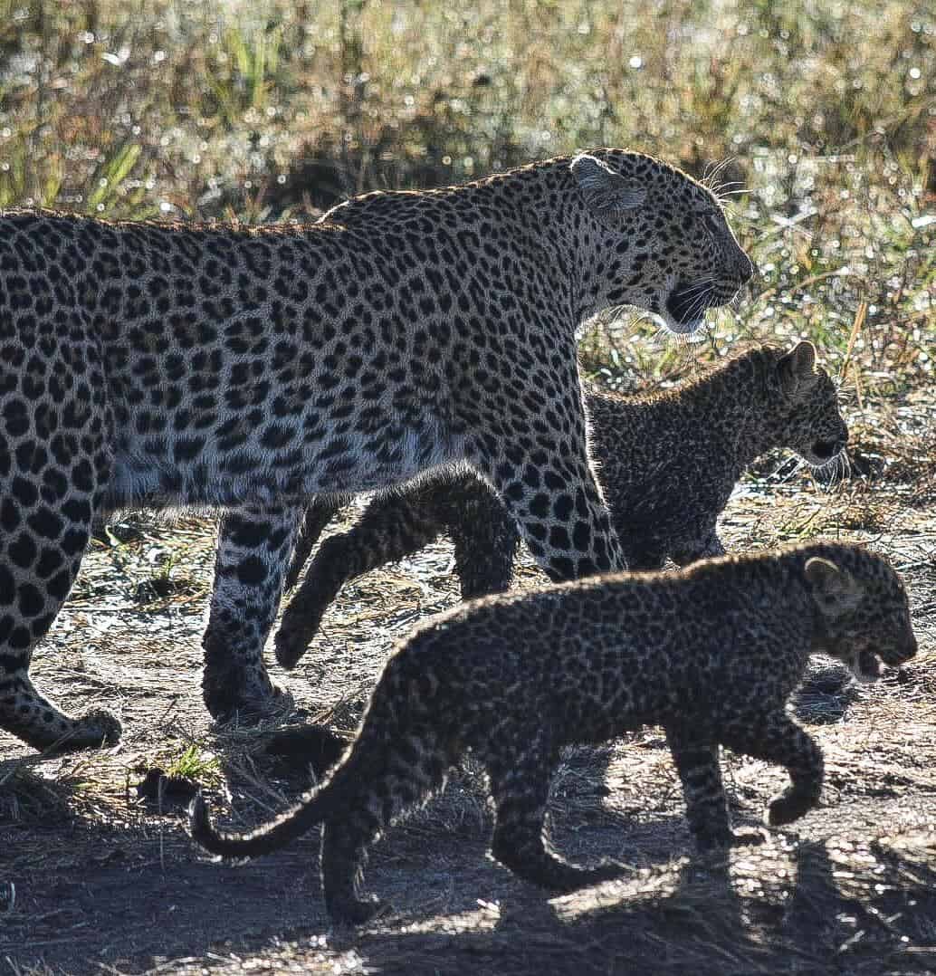 3 Days Magical Kenya Safari