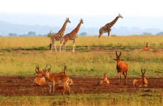 10-Day Uganda-Rwanda Primates and Big 5 Safari
