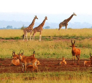 10-Day Uganda-Rwanda Primates and Big 5 Safari