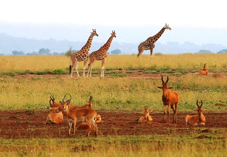 10-Day Uganda-Rwanda Primates and Big 5 Safari