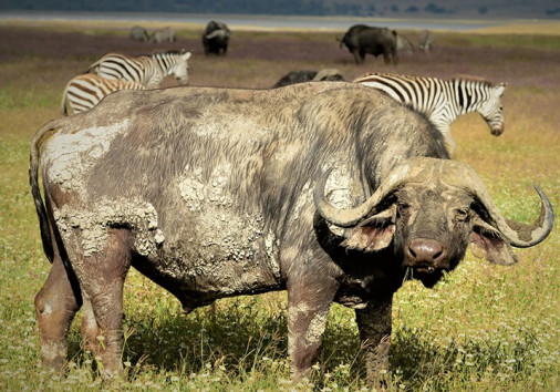 Serengeti National Park 1 (1)