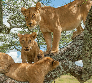 15-Day Uganda-Rwanda Birding, Primates and Big 5 Safari